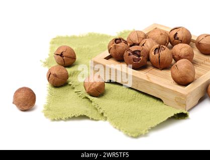 shagbark hickory nuts on white background Stock Photo