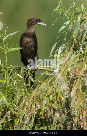 Pygmy cormorant (Phalacrocorax pygmeus) perched in a bush front view set against a green background Stock Photo