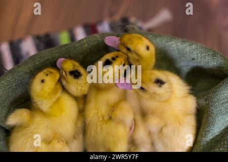 Easter decorated interior with colorfull eggs and ducklings Stock Photo