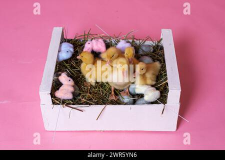 Easter decorated interior with colorfull eggs and ducklings Stock Photo