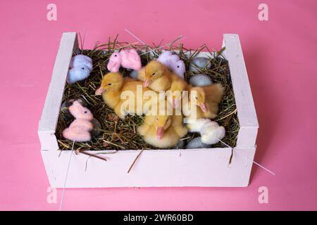 Easter decorated interior with colorfull eggs and ducklings Stock Photo