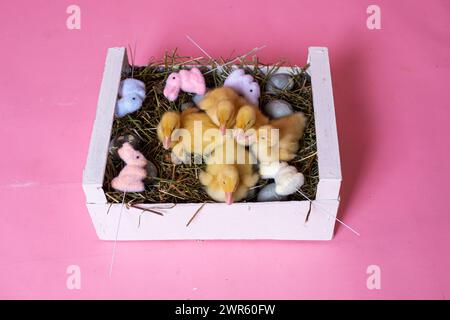 Easter decorated interior with colorfull eggs and ducklings Stock Photo