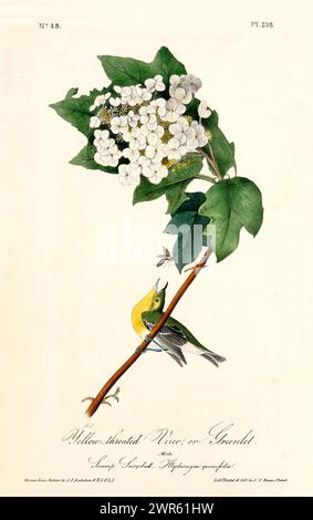 Old engraved illustration of Yellow-throated vireo or Greenlet (Vireo flavifrons). By J.J. Audubon: Birds of America, Philadelphia, 1840. Stock Photo