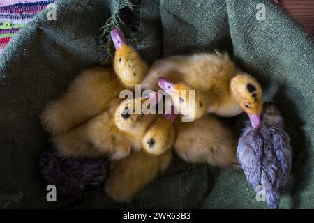 Easter decorated interior with colorfull eggs and ducklings Stock Photo