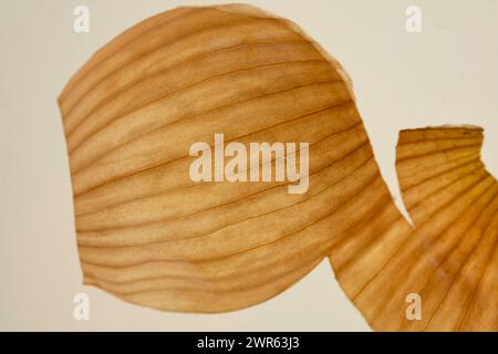 Onion peel isolated on a white background. Stock Photo