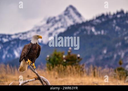 A bald Eagle perched on branch with mountain backdrop Stock Photo