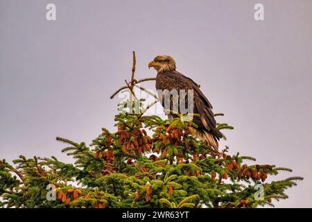 A majestic bald eagle perched on a pine tree in the wild Stock Photo