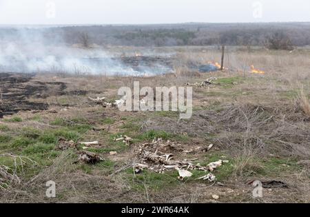 MYKOLAIV Reg, UKRAINE - Mar. 02, 2024: War in Ukraine. Bones of dead animals are seen among burning grass in the outskirts of the village in Mykolaiv region Stock Photo