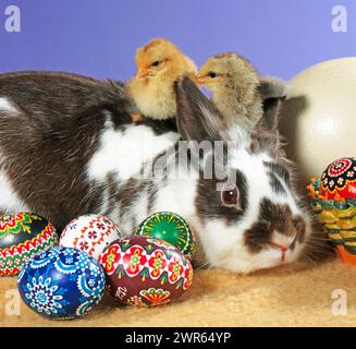 Zwei frisch geschluepfte Huehnerkueken klettern vertraut auf einem Zwergkaninchen, davor buntbemalte Ostereier als Oster-Dekoration Osterhase-Kueken *** Two freshly hatched chicken chicks climb familiarly on a dwarf rabbit, in front of them colorful painted Easter eggs as Easter decoration Easter bunny chicks Stock Photo