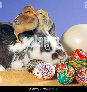 Zwei frisch geschluepfte Huehnerkueken klettern vertraut auf einem Zwergkaninchenals, davor buntbemalte Ostereier als Oster-Dekoration Osterhase-Kueken *** Two freshly hatched chicken chicks are climbing on a dwarf rabbit, in front of them colorful painted Easter eggs as Easter decoration Easter Bunny Chicks Stock Photo
