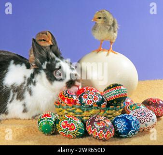 Zwei frisch geschluepfte Huehnerkueken klettern vertraut auf einem Zwergkaninchen und einem Riesenei, davor buntbemalte Ostereier als Oster-Dekoration Osterhase-Kueken *** Two freshly hatched chicken chicks climb familiarly on a dwarf rabbit and a giant egg, in front of colorful painted Easter eggs as Easter decoration Easter Bunny Chicks Stock Photo