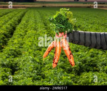 A hand holding fresh organic carrots taken from a field still covered in earth Stock Photo