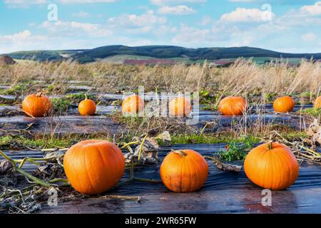 Pumpkins in a field on a farm Stock Photo