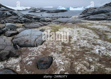 ©PHOTOPQR/VOIX DU NORD/PIERRE ROUANET ; 27/02/2024 ; Antarctique, le 27/02/2024. Croisiere dite d'expedition vers le continent blanc, la peninsule Antarctique (continent austral, pole sud, Antarctica, south pole, glace, banquise, Iceberg), au dela du cercle polaire, par l'operateur touristique francais Exploris (membre de l'IAATO tourisme responsable). Deuxieme jour sur la peninsule Antarctique. Port Charcot, ile Booth, Terre de Graham. PHOTO PIERRE ROUANET LA VOIX DU NORD      -  EXPLORIS EXPEDITION   THE ANTARTICA PENINSULA Stock Photo