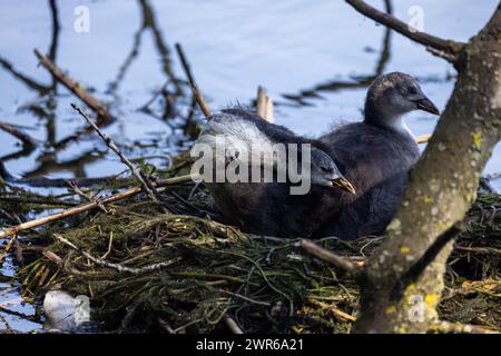 Two young coots, known as Fulica atra, are nestled comfortably in their nest amidst the reeds and water, displaying their downy feathers and early stages of development. Eurasian Coot Juveniles Nestled in their Lakeside Nest. High quality photo Stock Photo
