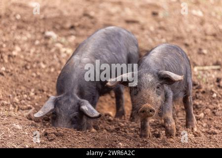 Piglets of Porc Negre Mallorquì breed root and dig with their snouts on  farm pasture in Majorca, Mallorca, Balearic Islands, Spain, Europe Stock Photo