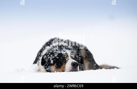 Border Collie sheepdog working in a snow covered field, North Yorkshire, UK. Stock Photo