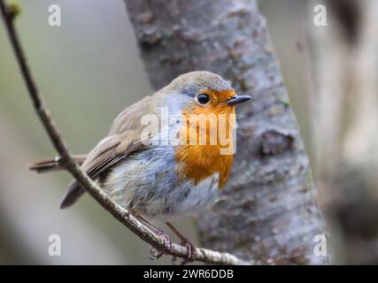 An orange Robin (Erithacus rubecula) perched on a branch in the wild Stock Photo