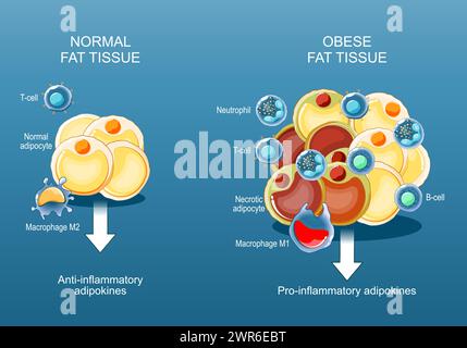 Adipose tissue and Obesity and inflammation. Close-up of a Fat cells. Pathology of obesity. anti- and pro-inflammatory adipokines. Lipid metabolism. H Stock Vector