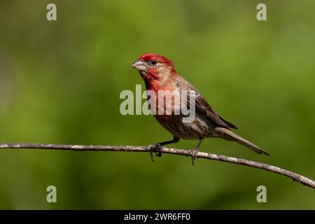 A tiny Purple House Finch (pur Haemorhous pureus) on a branch in a forest Stock Photo