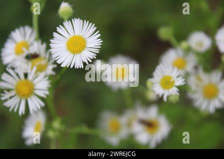 Erigeron annuus, white flowers, Image ID: 2WR6JCG Stock Photo