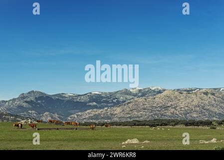 Bucolic pastoral image of a herd of cows of the Lumisina family with a mountain range behind Stock Photo