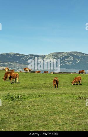 a herd of cows of the Lumisina family with a mountain range behind grazing in a field and some trying to focus their frontal vivison Stock Photo