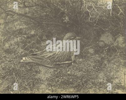 Breeding Curlew in the dunes, Breeding Curlew in the Dutch dunes (...) dans les dunes Hollandais (title on object), Richard Tepe, Netherlands, 1900 - 1930, paper, gelatin silver print, height 168 mm × width 226 mm, photograph Stock Photo