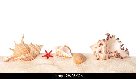Large beautiful sea shells and a red starfish with sand on white background Stock Photo