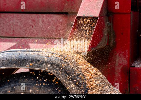 Output of wood chips from the wood chipper, close-up, selective focus Stock Photo