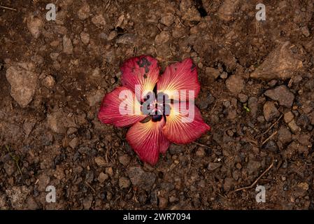 The Tiare ‘Aute, the Tahitian hibiscus, Hibiscus tiliaceus Stock Photo