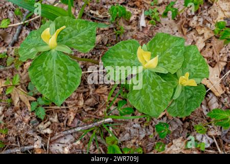 Looking down on the tops of the fully opened trillium's with mottled foliage and bright yellow flowers growing on the forest ground in springtime Stock Photo