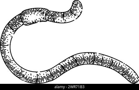 apple worm sketch hand drawn vector Stock Vector