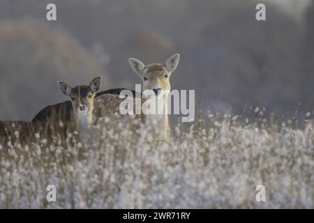 two female doe fallow deer young look over hillside stare at camera with ears alert snow on long grasses creating winter scene Stock Photo