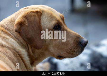 This image features a close-up profile view of a thoughtful-looking Labrador Retriever, with its sharp gaze directed towards the distance. The dog's golden coat is well-detailed against a soft-focused background, which provides a neutral backdrop that highlights the subject. The lighting on the dog's fur reveals texture and depth, adding to the contemplative mood of the portrait. Thoughtful Labrador Retriever Profile View. High quality photo Stock Photo