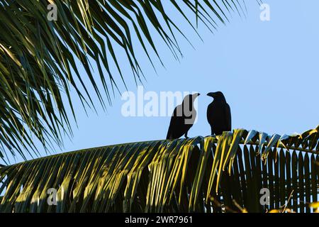 A couple of pair crows in the evening light looking at each other sits on palm tree branch sky background Stock Photo