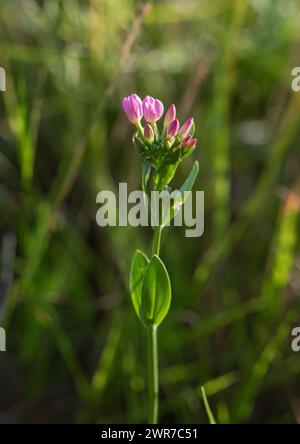 Common Centaury (Centaurium erythraea) with pretty pink five  petalled flowers that,  like most Gentians,  close in the afternoon. Suffolk , UK Stock Photo