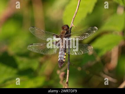 A close up detailed shot of a male Broad  Bodied Chaser dragonfly  (Libellula depressa) , perched on a green background . Suffolk , UK . Stock Photo