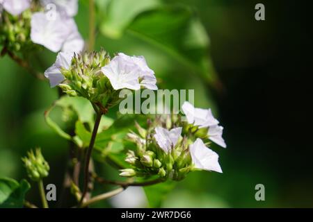 Jacquemontia cumanensis (Also known clustervine, thicket clustervine). Species in this genus are commonly known as clustervine Stock Photo