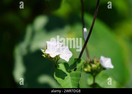 Jacquemontia cumanensis (Also known clustervine, thicket clustervine). Species in this genus are commonly known as clustervine Stock Photo