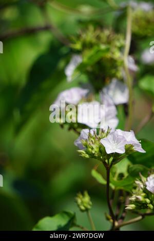 Jacquemontia cumanensis (Also known clustervine, thicket clustervine). Species in this genus are commonly known as clustervine Stock Photo