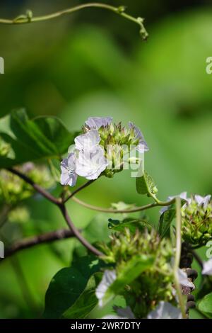 Jacquemontia cumanensis (Also known clustervine, thicket clustervine). Species in this genus are commonly known as clustervine Stock Photo