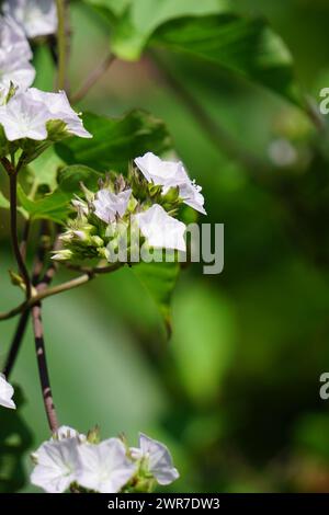 Jacquemontia cumanensis (Also known clustervine, thicket clustervine). Species in this genus are commonly known as clustervine Stock Photo