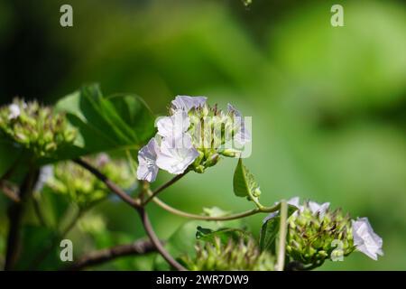 Jacquemontia cumanensis (Also known clustervine, thicket clustervine). Species in this genus are commonly known as clustervine Stock Photo