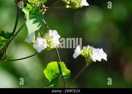 Jacquemontia cumanensis (Also known clustervine, thicket clustervine). Species in this genus are commonly known as clustervine Stock Photo