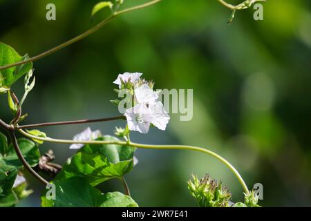 Jacquemontia cumanensis (Also known clustervine, thicket clustervine). Species in this genus are commonly known as clustervine Stock Photo