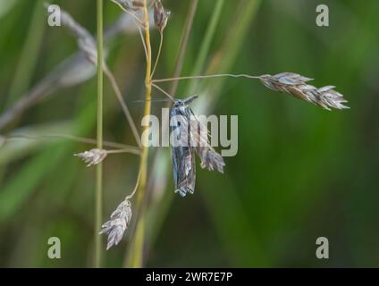 Hook- Streak Veneer moth (Crambus lathoniellus) aka Meadow grass moth  feeding on grassland. Suffolk, UK Stock Photo