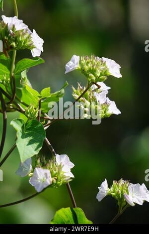 Jacquemontia cumanensis (Also known clustervine, thicket clustervine). Species in this genus are commonly known as clustervine Stock Photo