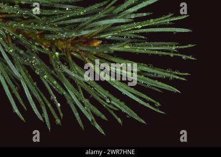 Closeup of northern pine needles with droplets of rain on them dark background. Stock Photo