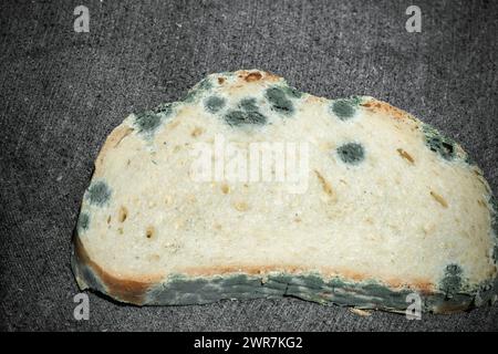 The old mold on the whear bread slice. Spoiled food on gray stone background Stock Photo